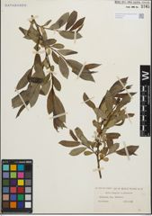 Foto von Salix fragilis L. x Salix pentandra L.